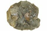 Fossil Ammonites (Sphenodiscus) in Rock - South Dakota #137284-1